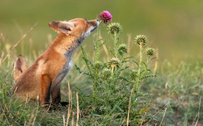 Día 4 de ayuno: Vulnerabilidad, el valor de la vida y el amor